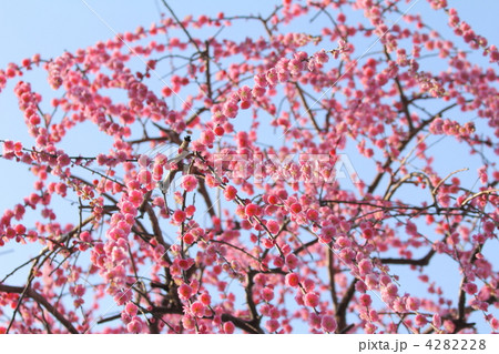 しだれ梅 4282228