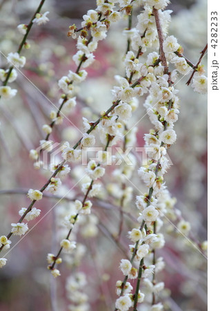 しだれ梅 4282233