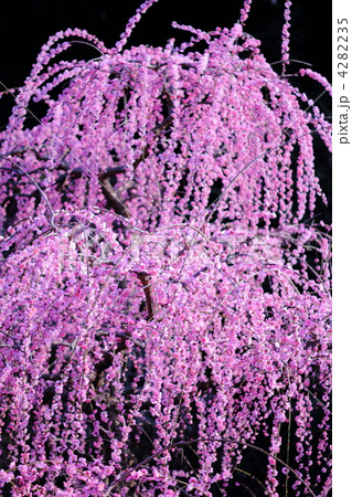 しだれ梅 4282235