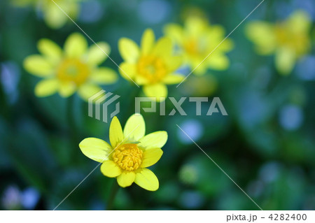 リュウキンカ リュウキンカ 4282400