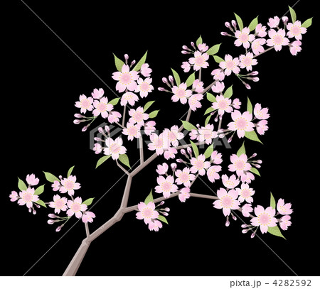 桜の枝 黒バック のイラスト素材
