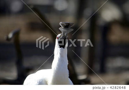 クロツラヘラサギ 4282648