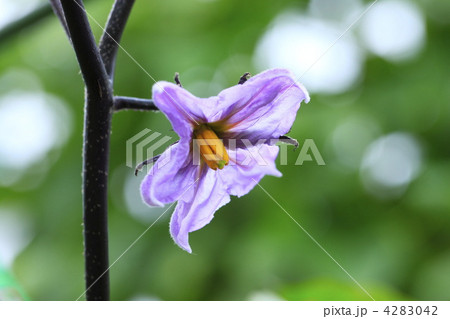 茄子の花 4283042