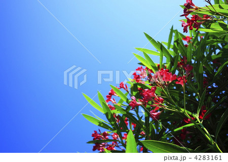 夏に咲く花 夾竹桃の写真素材