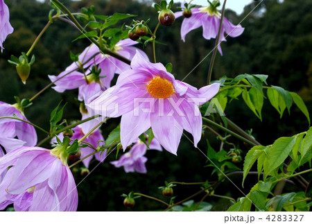 コウテイダリア 4283327