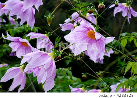 コウテイダリア 4283328