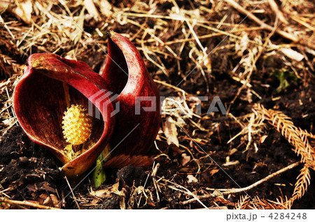 ザゼンソウ 4284248