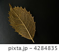 柊の葉脈 4284835