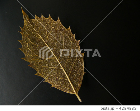 柊の葉脈 4284835