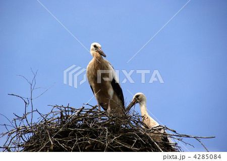 Storks 4285084
