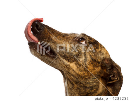 おなかのすいた犬 4285252