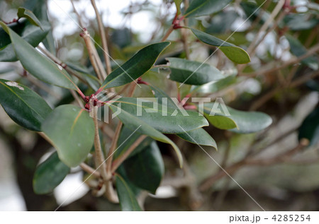 樹木・モッコク　ツバキ科 4285254