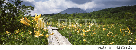 世界谷地原生花園のニッコウキスゲ 4285326