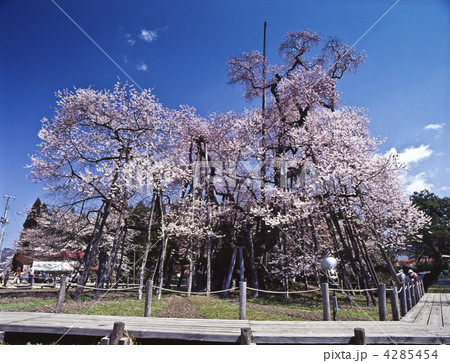 置賜さくら回廊、久保桜 置賜さくら回廊、久保桜 4285454