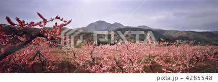 桃畑と蔵王連峰 桃畑と蔵王連峰 4285548