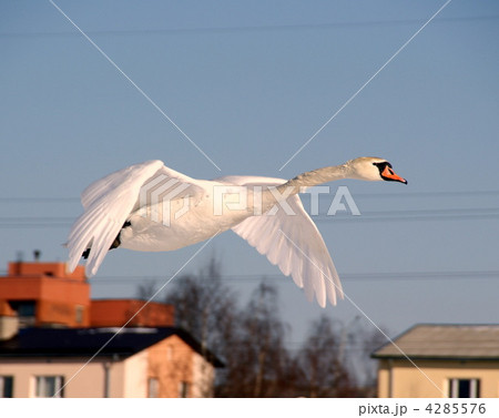 White swan White swan 4285576