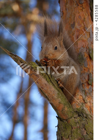 squirrel 4285588