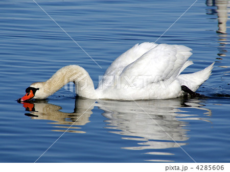 Swan on water Swan on water 4285606