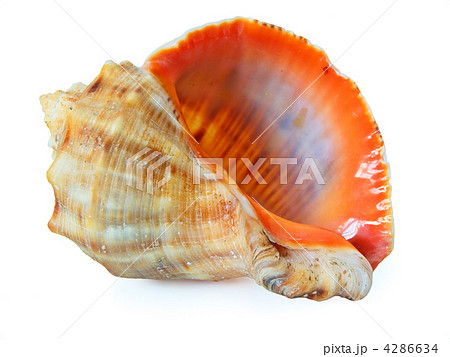 cockleshell 4286634