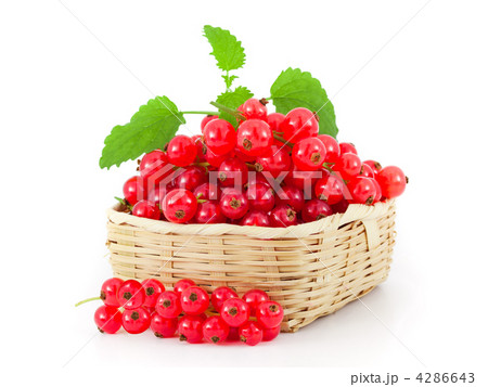 Currant 4286643