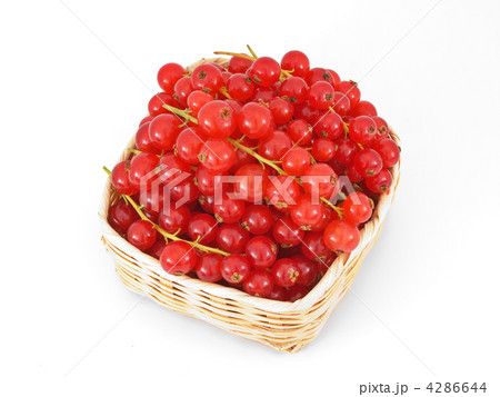 Red currant 4286644