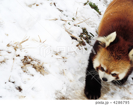 雪道をもくもくと 4286795