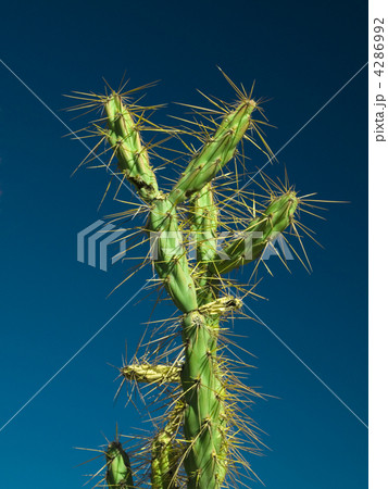 Cactus Cactus 4286992
