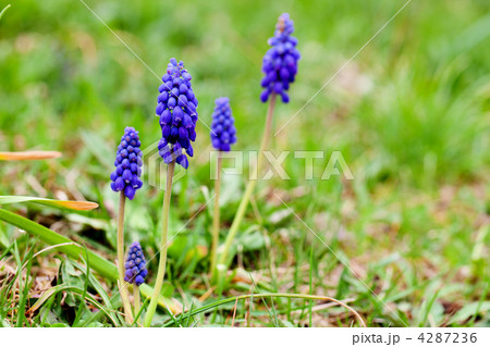 Muscari 4287236