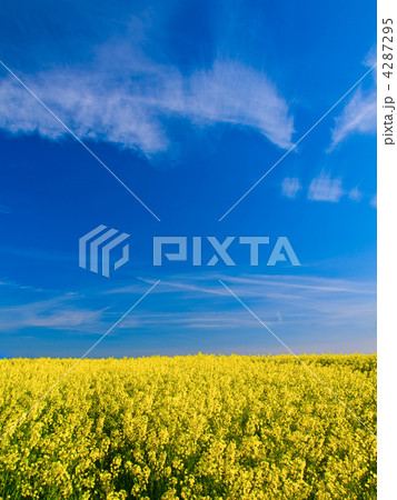 Spring field Spring field 4287295