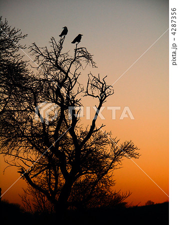 crow and sunset 4287356