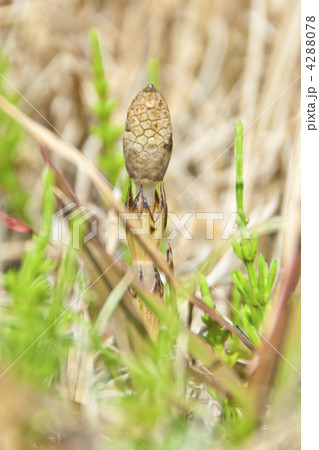 つくし 4288078