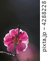 春光 4288228