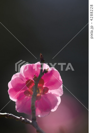 春光 春光 4288228