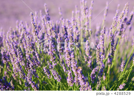 Beautiful blossoming lavender Beautiful blossoming lavender 4288529