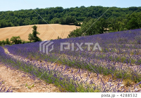 Beautiful lavender field in Provence, France Beautiful lavender field in Provence, France 4288532