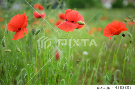 Beautiful blossoming poppies 4288805