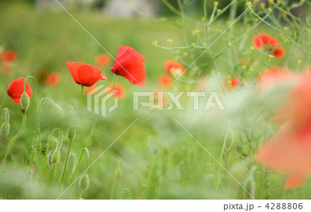 Beautiful blossoming poppies 4288806