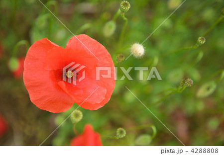 Beautiful blossoming poppies 4288808