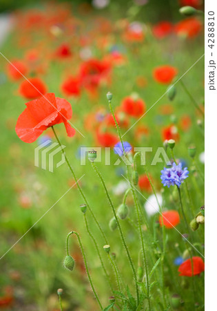 Beautiful blossoming poppies and cornflowers 4288810
