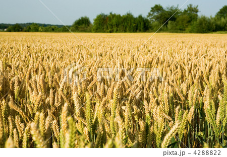 Field of ripe golden wheat Field of ripe golden wheat 4288822