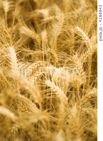 Ripe golden wheat spikes 4288843