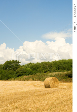 Golden hay bale in the countryside 4288857