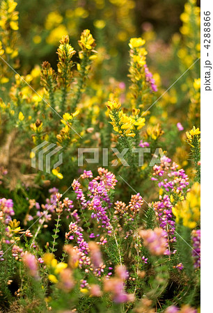 Blossoming heather and gorse in autumn forest Blossoming heather and gorse in autumn forest 4288866