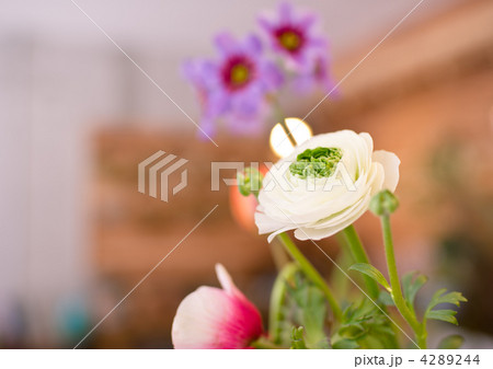 ラナンキュラス 4289244