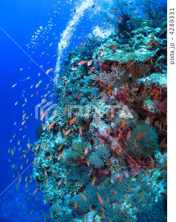 サンゴ 4289331