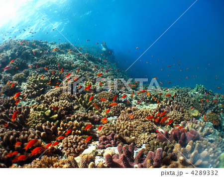 サンゴ 4289332