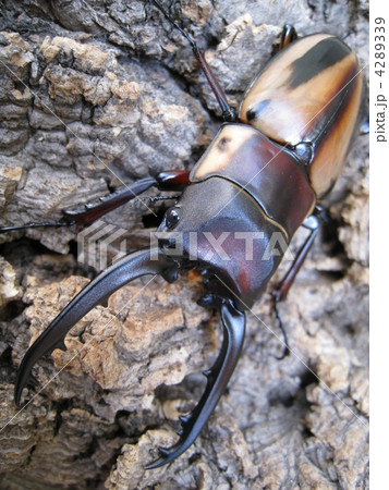 ファブリースノコギリクワガタ 4289339