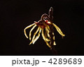 まんさく 4289689