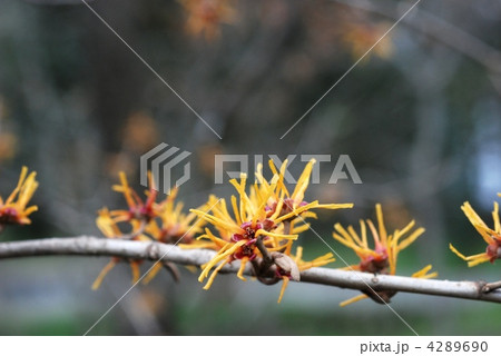 マンサク 4289690