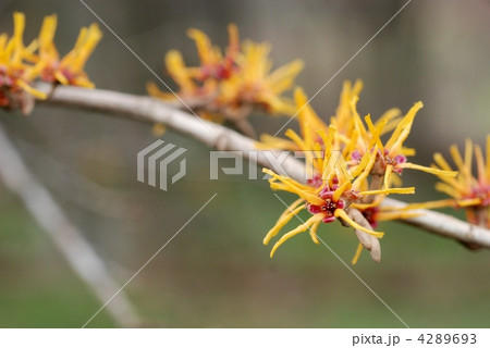 マンサク 4289693